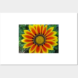 Gazania 2 Photography Posters and Art